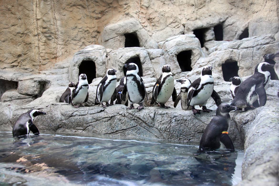 Several penguins stand on a rock formation in an enclosure.