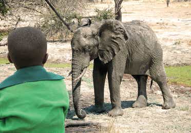 Toddler looking at an elephant at the zoo