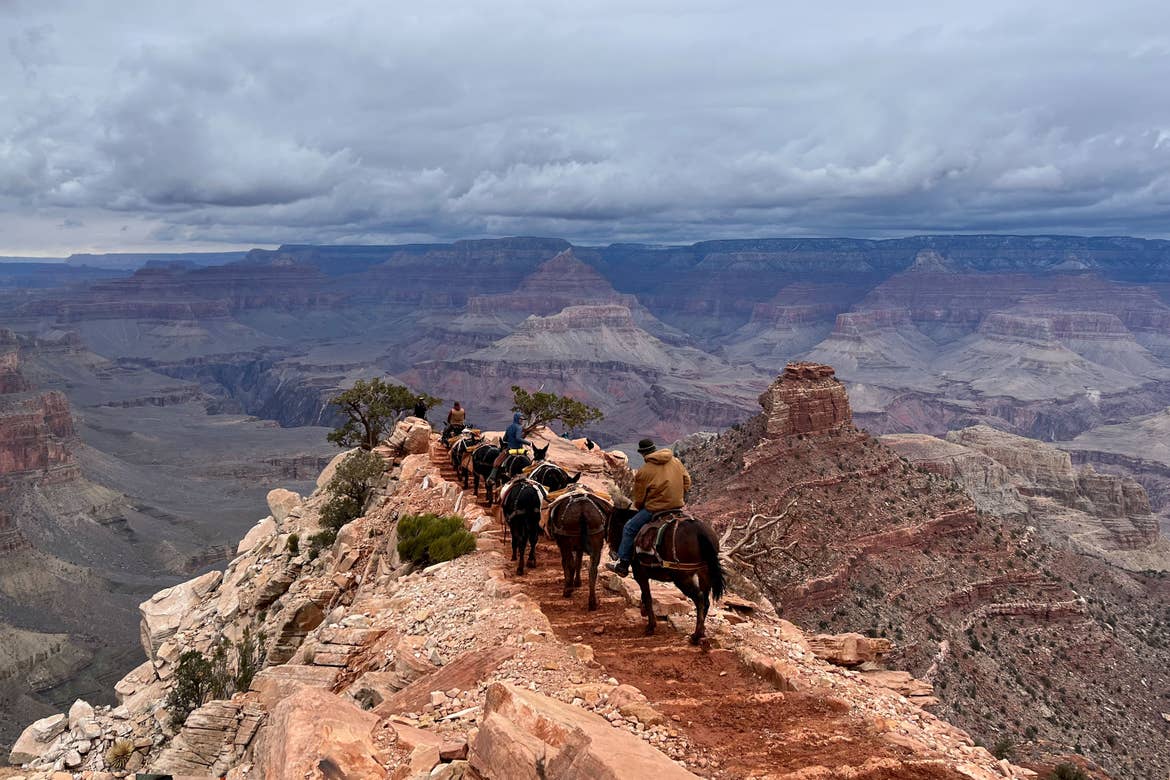 A group of travelers riding donkeys journey on a hiking trail overlooking the Grand Canyon.