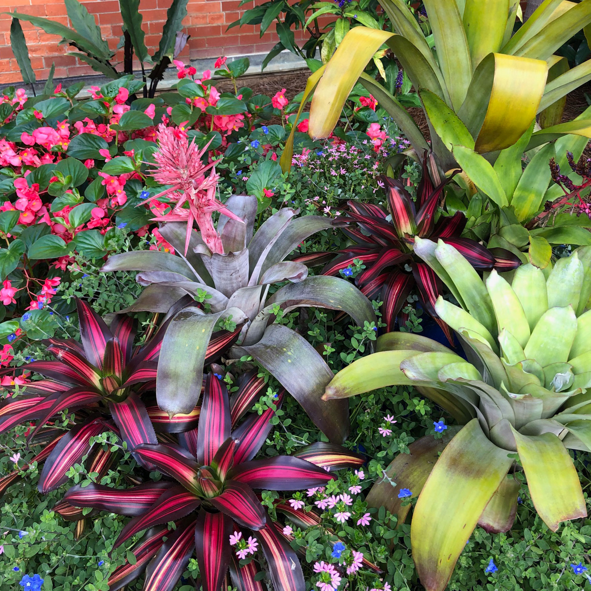 Flora and fauna located in the greenhouse at the Biltmore Conservatory.