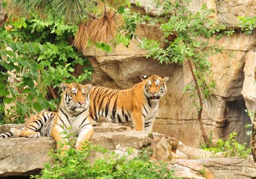 tigers at the Saint Louis Zoo near Timber Creek Resort in De Soto, MO.