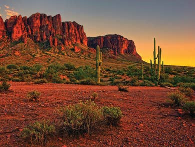 Cacti in Scottsdale