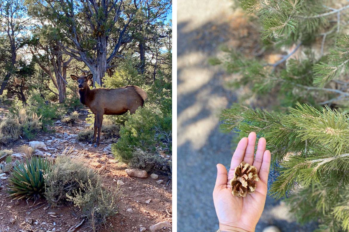 Left: A deer stands near a tree in the shade at Arizona Grand Canyon National Park. Right: Noemi holds a pinecone near some green pine trees on the trails.