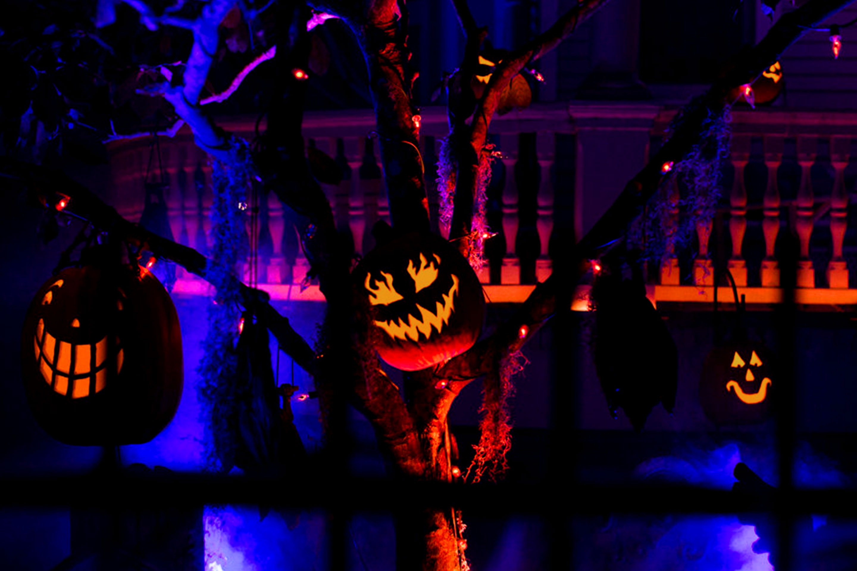 A tree with hanging Jack O' Lanterns on it's branches.