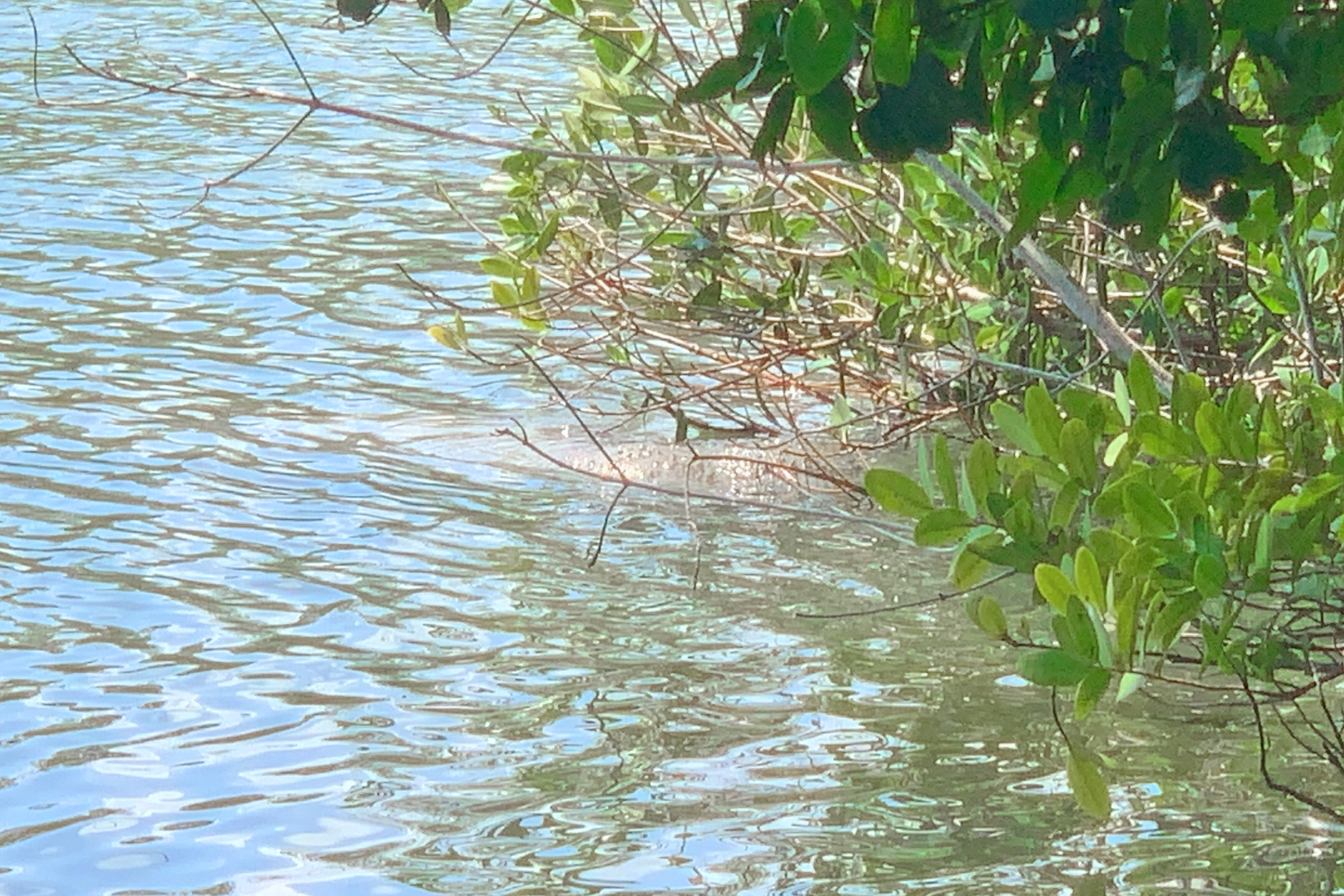 A male manatee emerges his snout from the water to eat some vegetation.