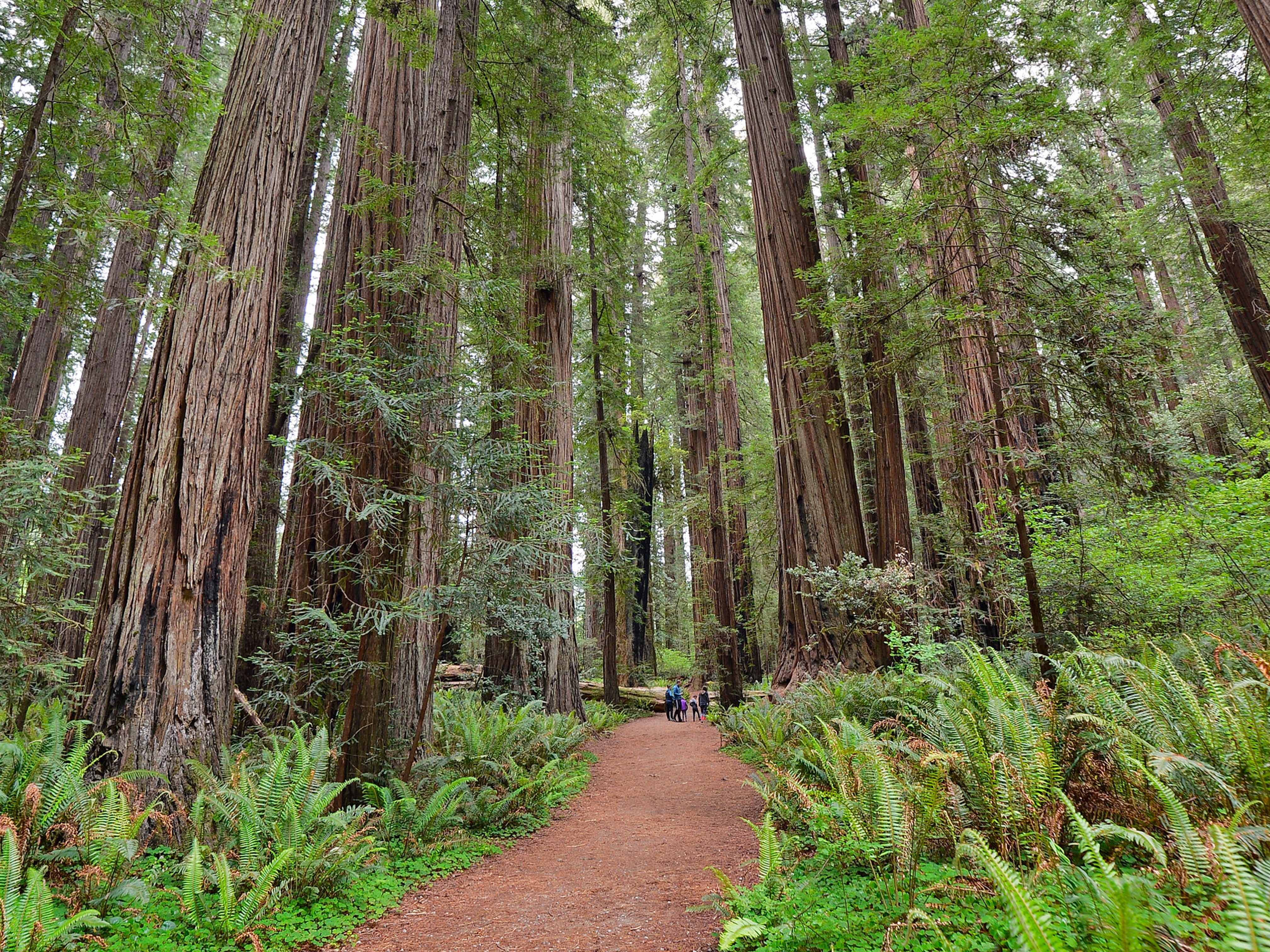 Redwoods National Park in California