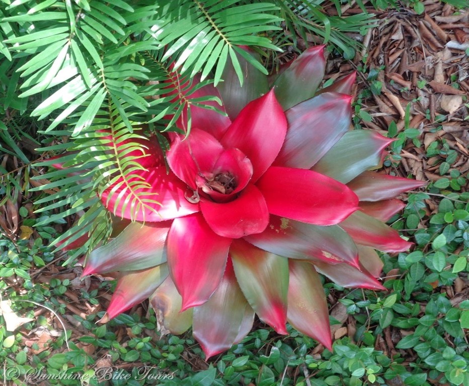 Pretty pink flower from Marco Island.