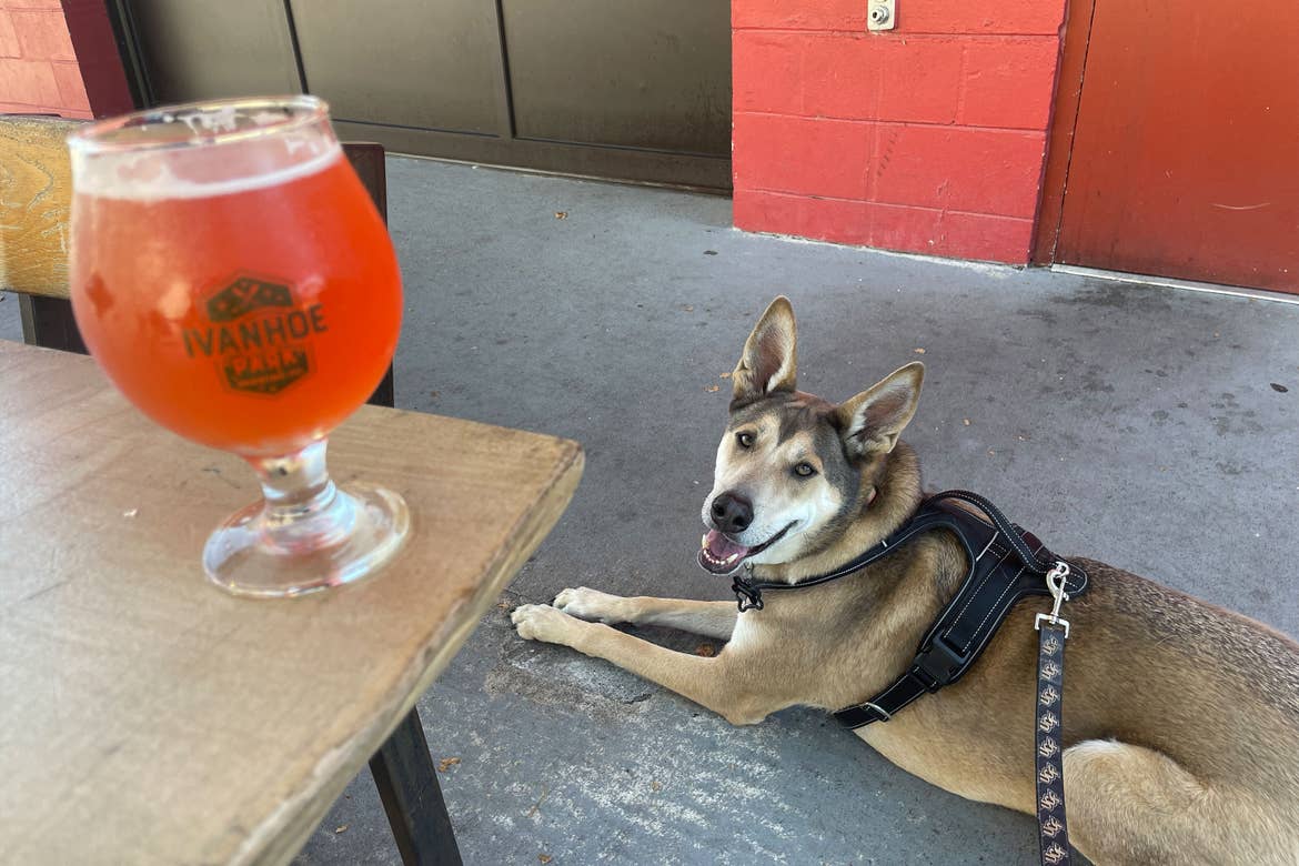 A distinguished dog sits on concrete pavement near a wooden tabletop with a glass of beer placed upon it.