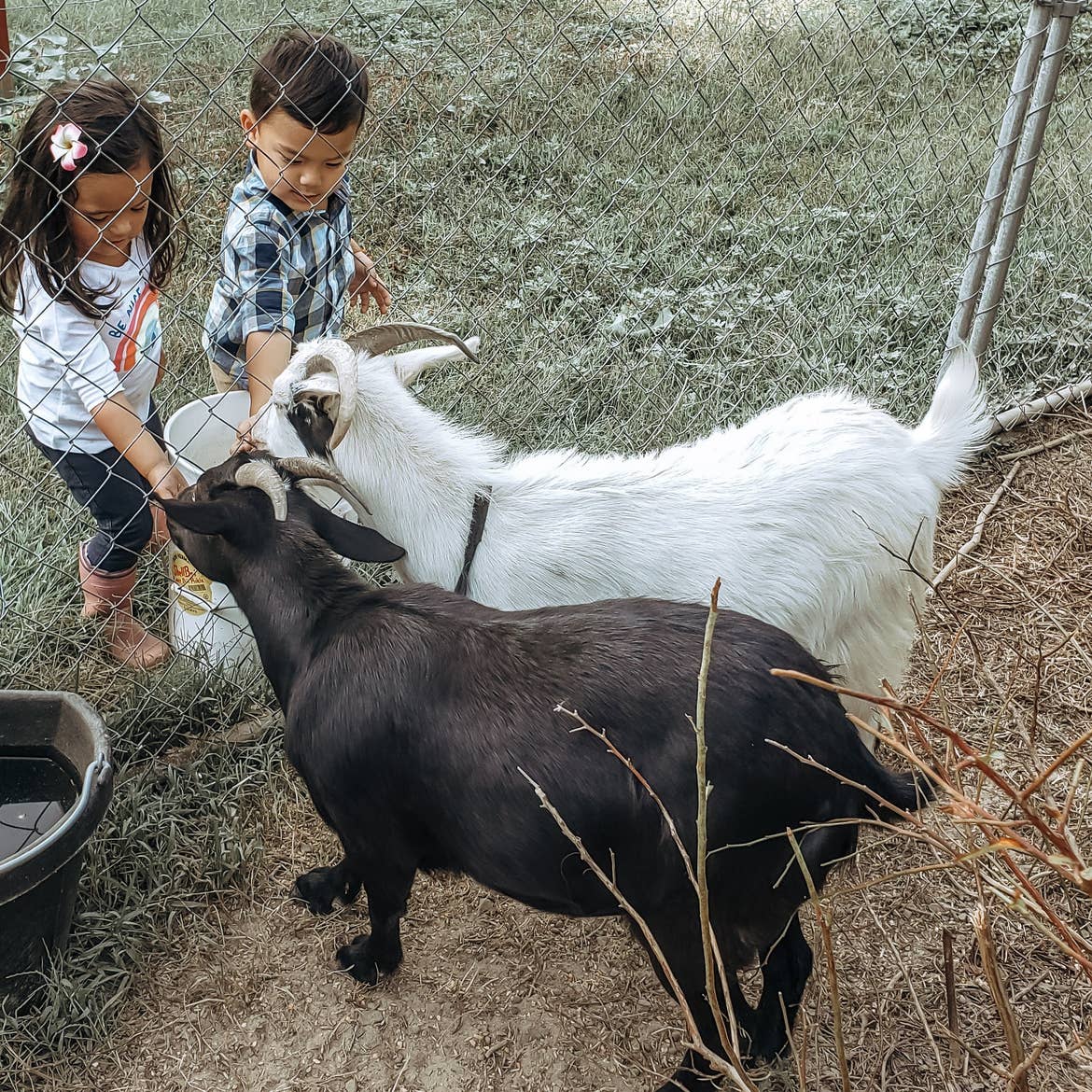 Angelica's kids feeding goats through a fence at a farm.