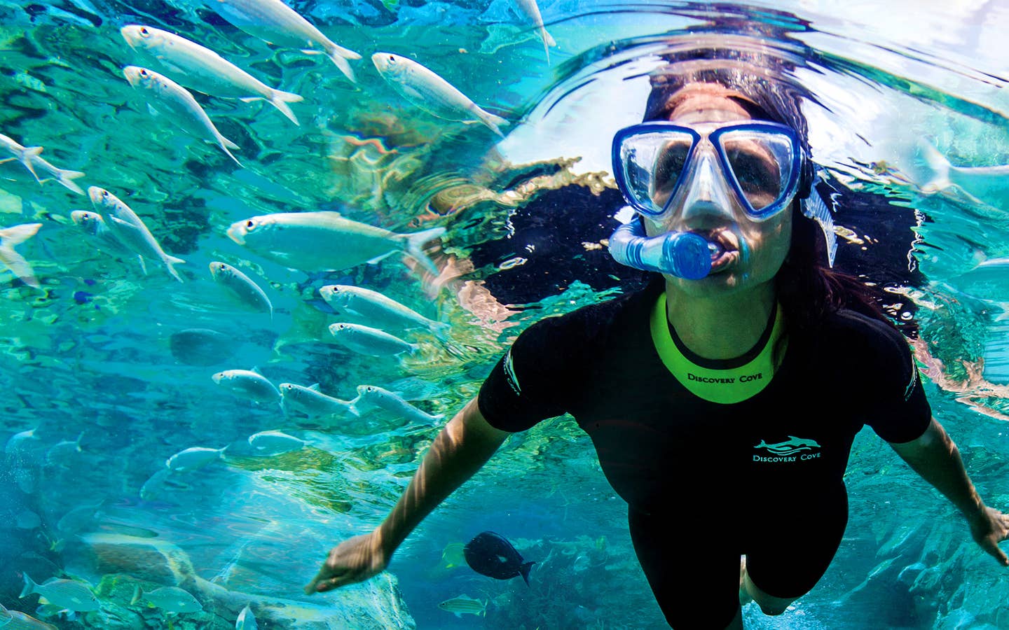 A woman snorkels among the aquatic life wearing a wetsuit.