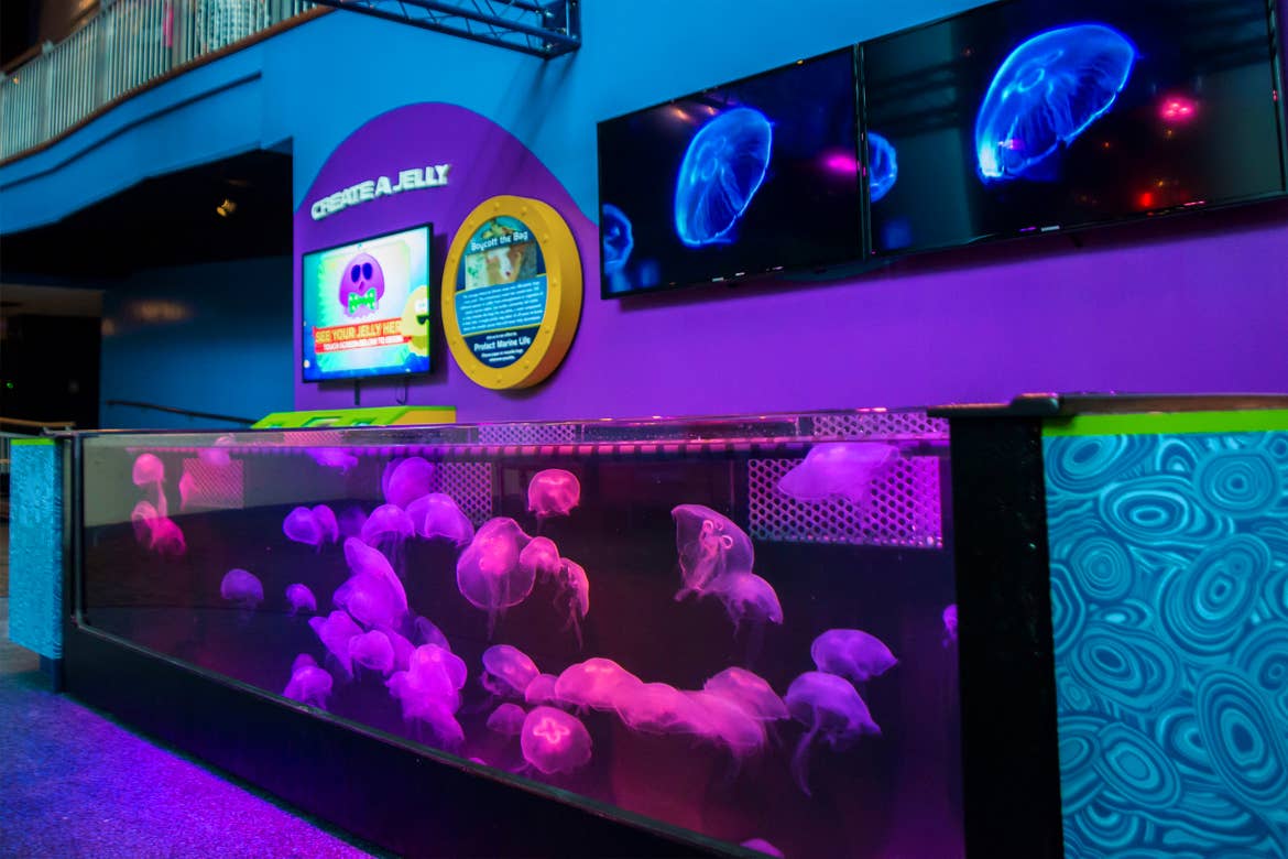 An indoor jellyfish tank.