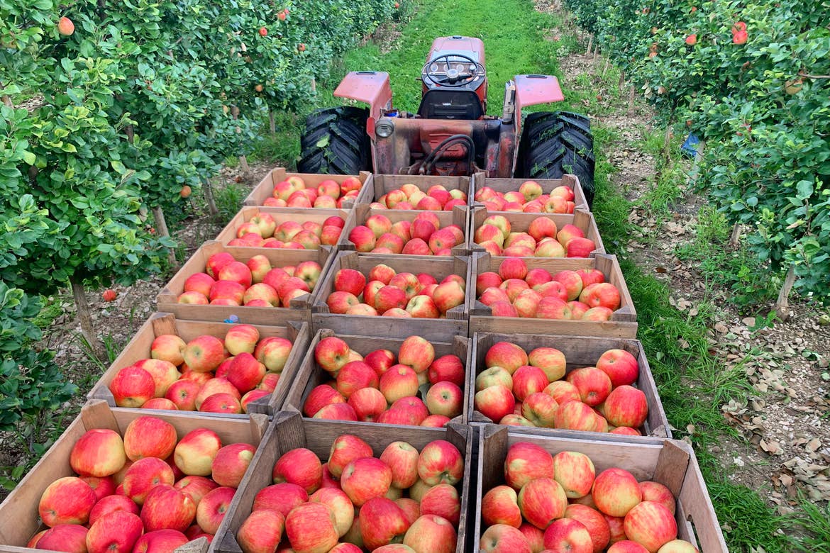 A tractor with trailer carrying bunches of apples in wooden crates.