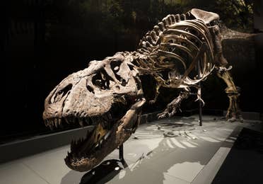 Image of a skeleton roaring dinosaur at the Field Museum in Chicago, Illinois.