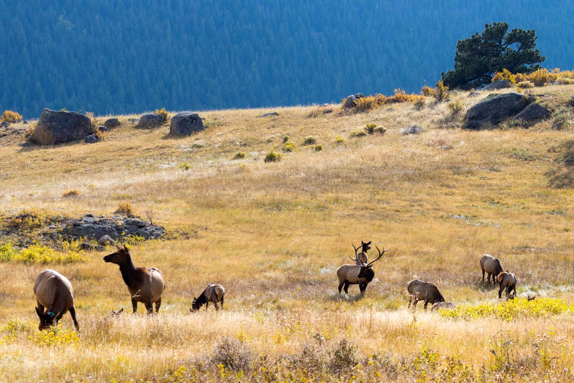 Several elk grazing through a wild grass meadow near a mountain in fall.