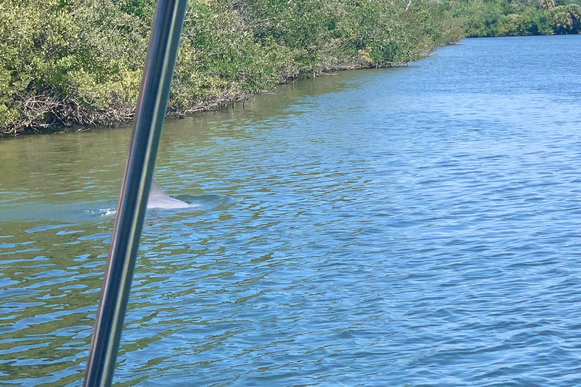 A dolphin fin emerges from the water near the boat.