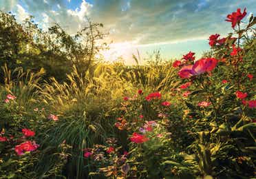 Wild roses in a field covered in sunlight