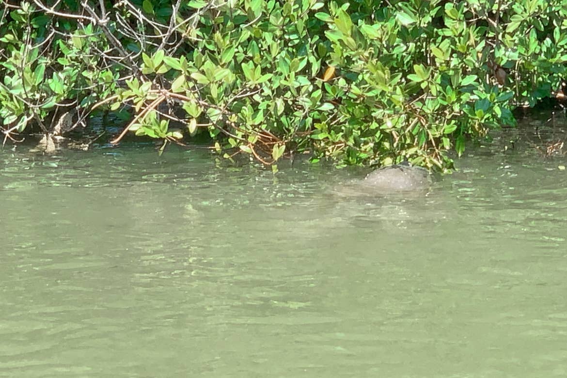 A manatee emerges from the water to graze some vegetation
