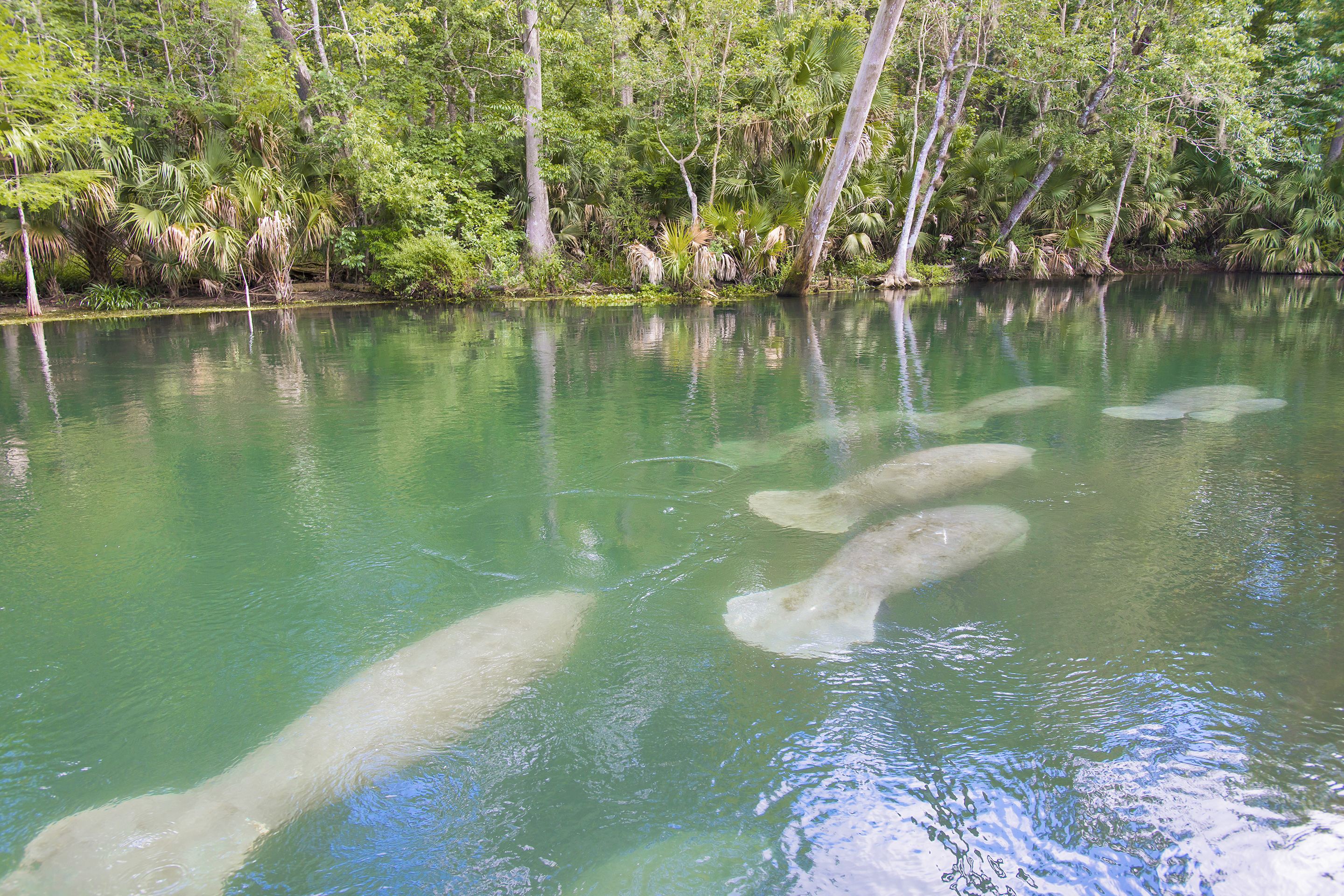A herd of manatees swimming near the surface.