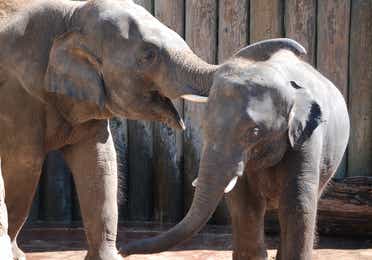 Two elephants playing at Houston Zoo near Piney Shores Resort.