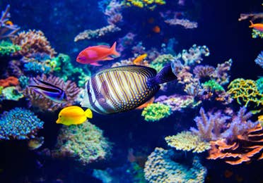 St. Louis Aquarium at Union Station near Timber Creek Resort in De Soto, MO.