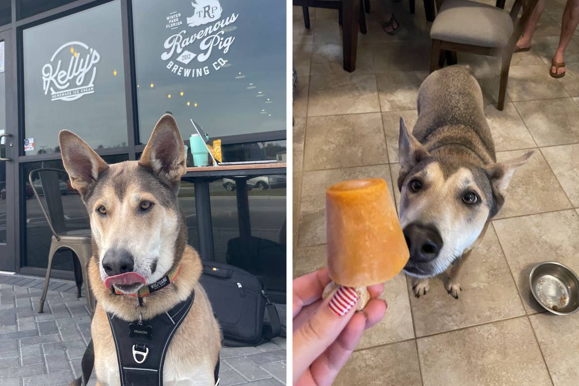 Left: A brown dog sits outside an ice cream shop with a white exterior. Right: A brown dog, and very good boy, inspects a frozen orange popsicle in a woman's hand.