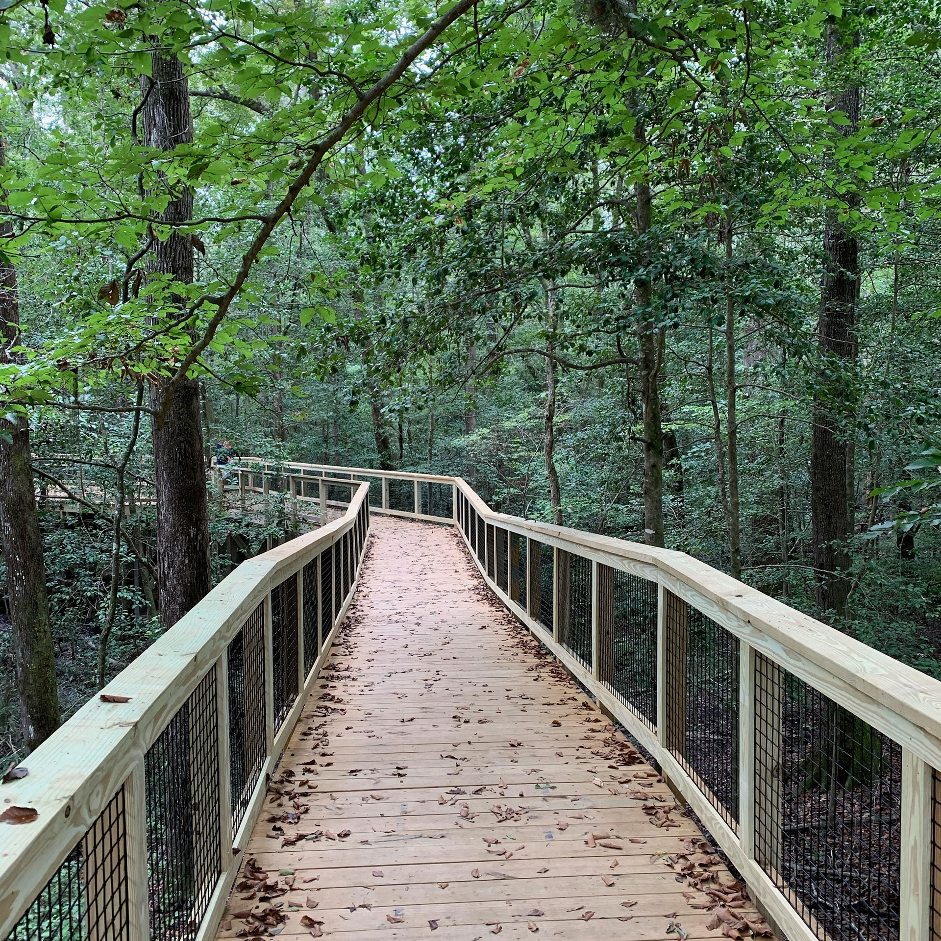 A bridge trail at Congaree National Park.