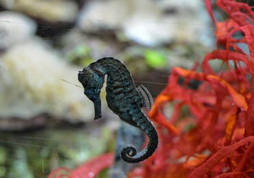 Image of black seahorse in the Shedd Aquarium in Chicago, IL.