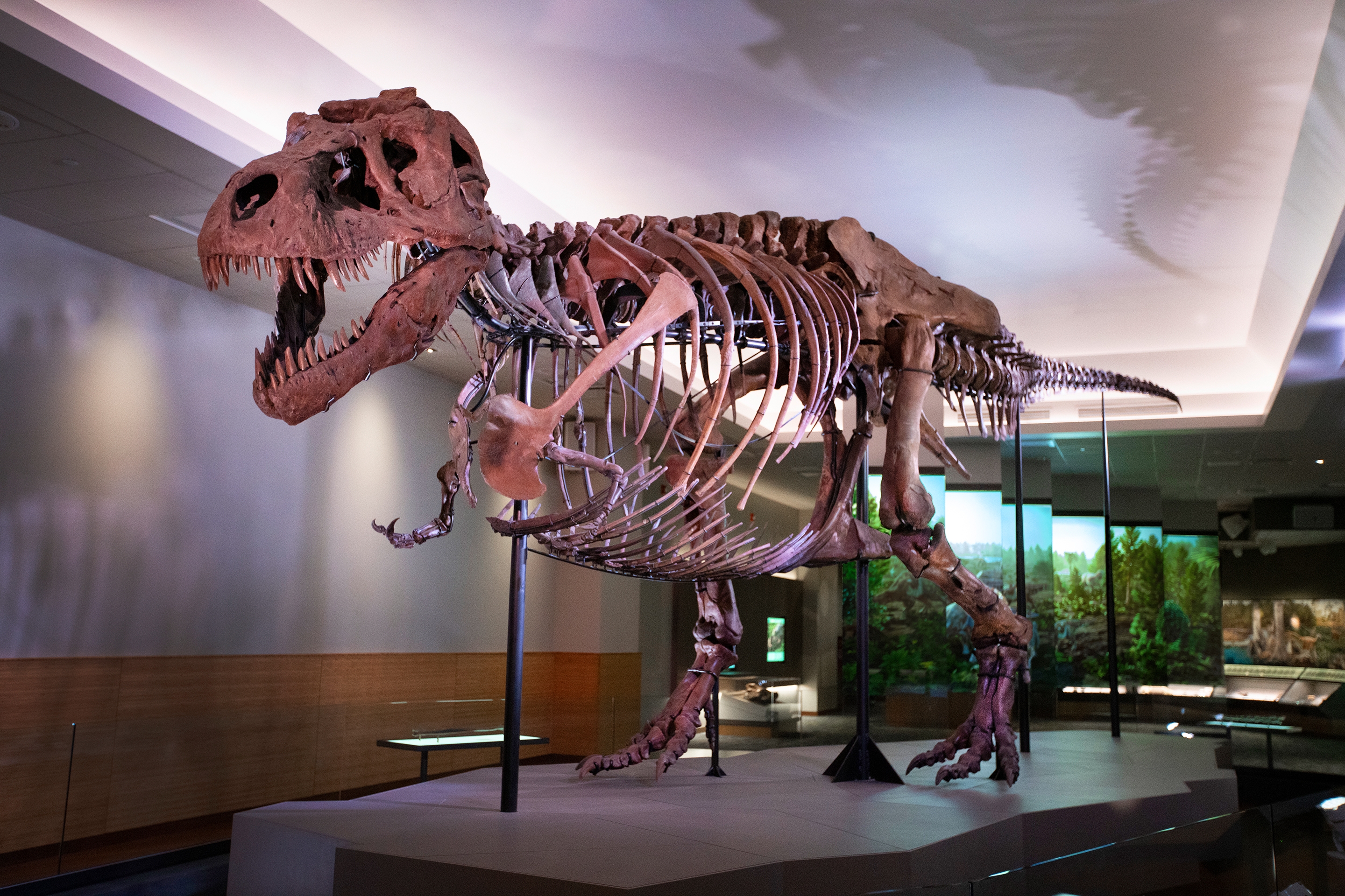 Sue the largest and most complete Tyrannosaurus rex skeleton ever discovered stands in an exhibit hall.