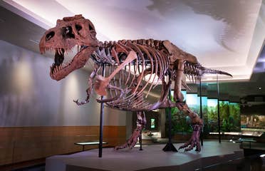 Sue the largest and most complete Tyrannosaurus rex skeleton ever discovered stands in an exhibit hall.