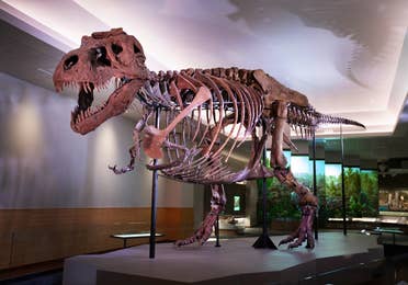 Sue the largest and most complete Tyrannosaurus rex skeleton ever discovered stands in an exhibit hall.
