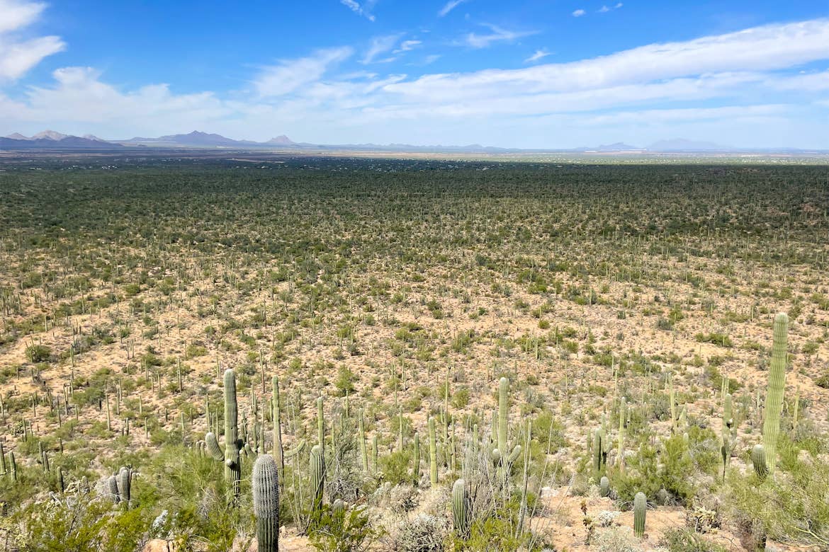 A vast valley full of cacti underneath a cloudy, blue sky.