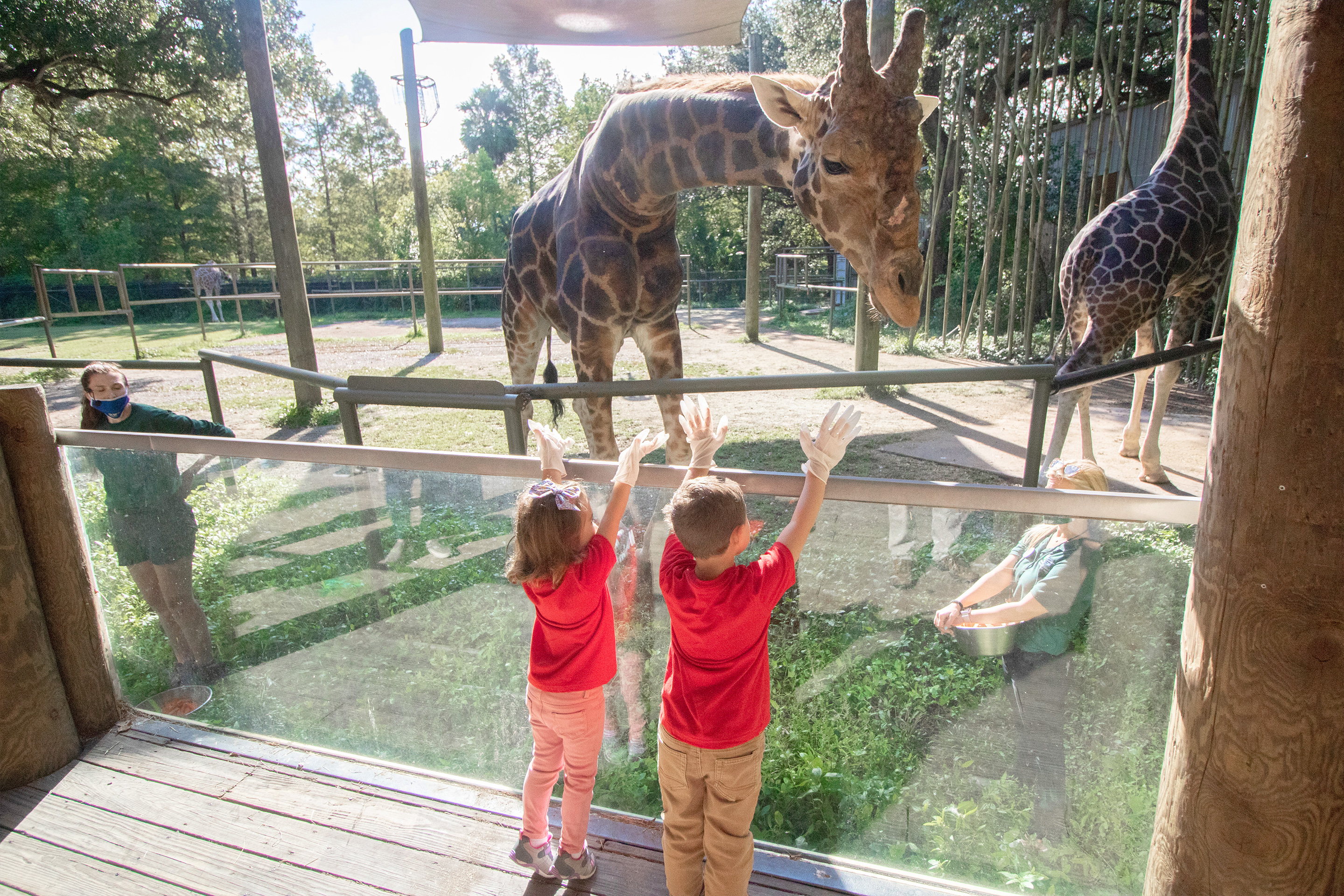 Two young children wearing red t-shirts feed a giraffe in an educational enclosure at the Audubon Zoo