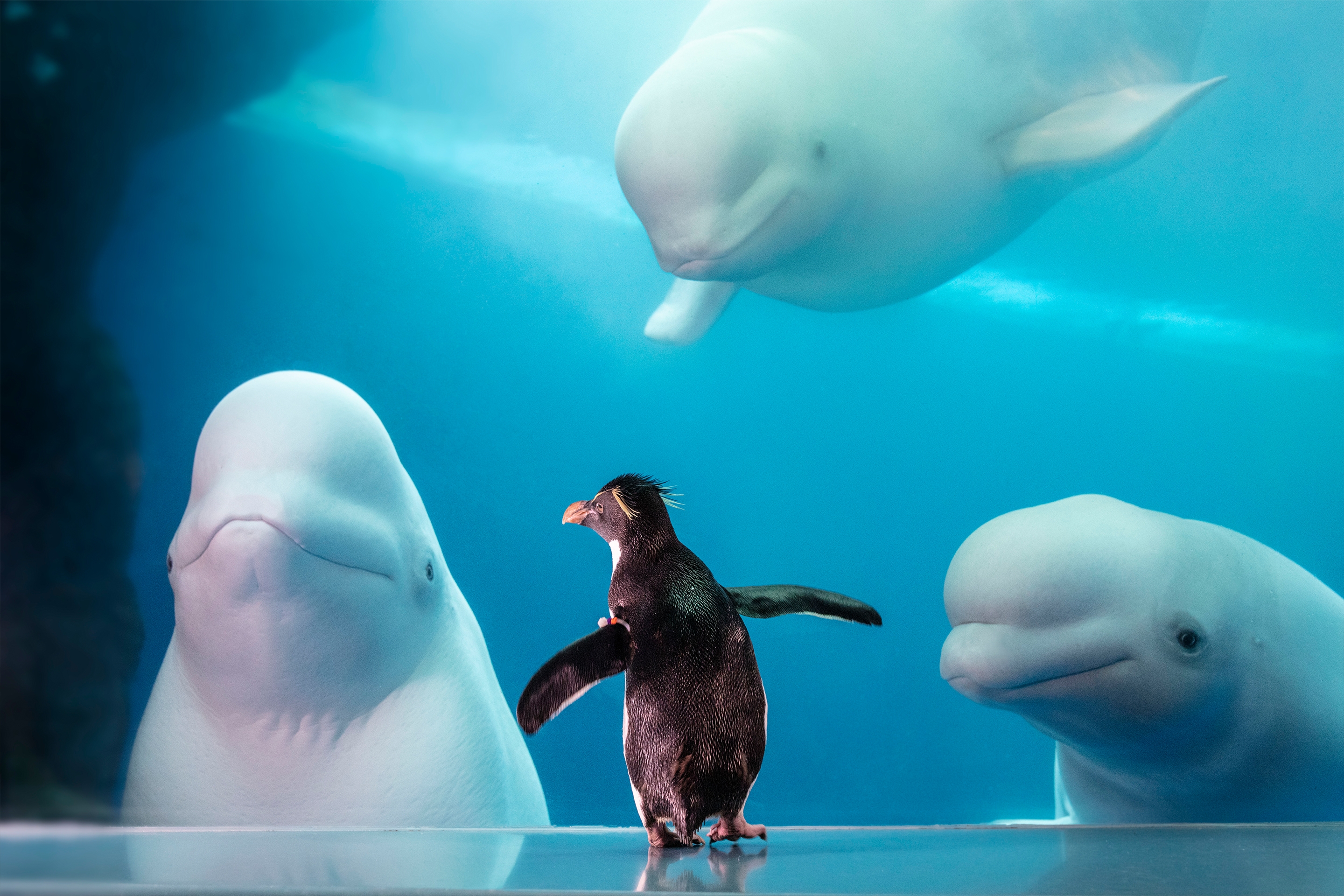A rockhopper penguin stands on the opposite side of glass of three beluga whales.