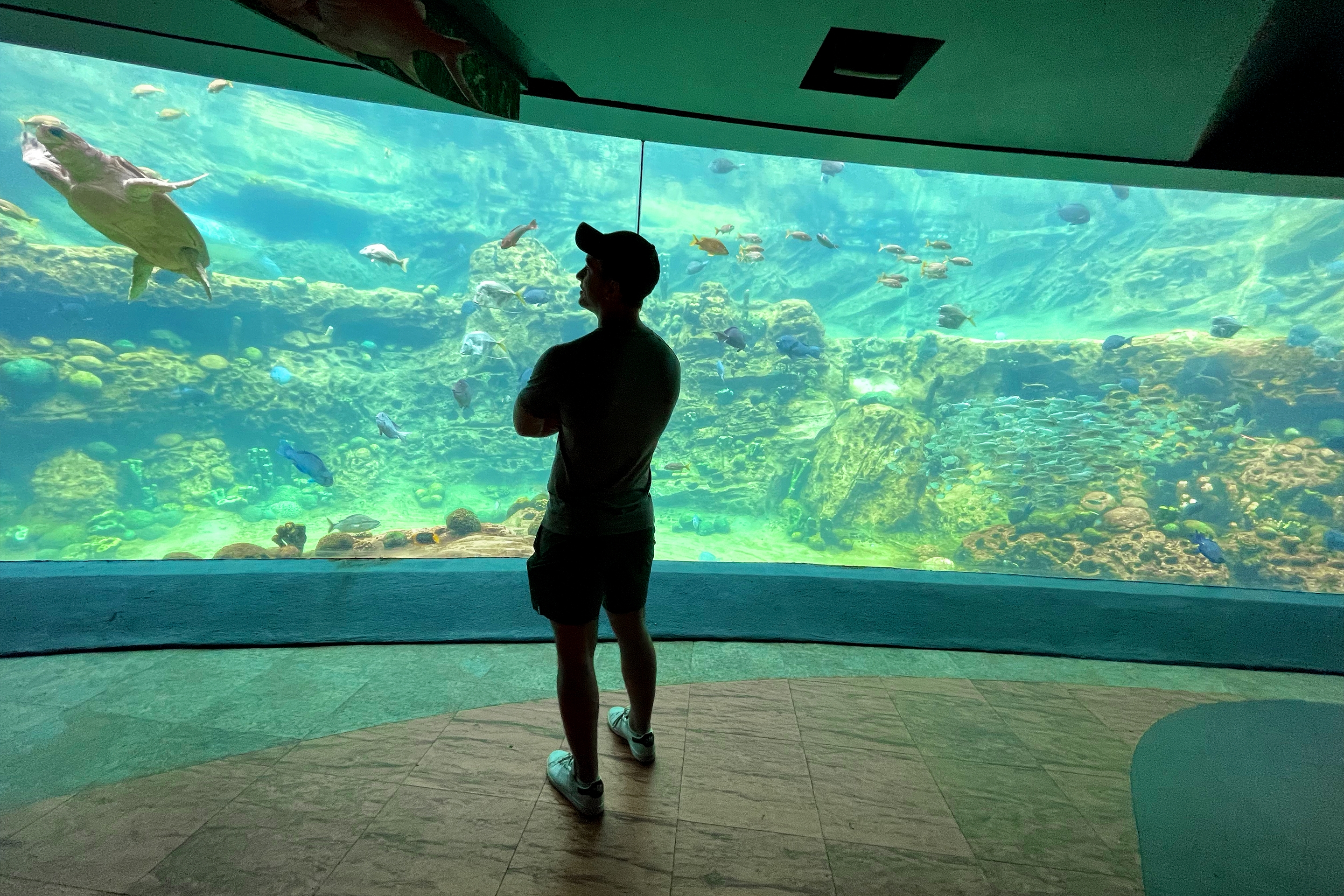 A Caucasian male wearing a grey t-shirt, black cap and grey shorts faces an aquarium with various sea creatures in SeaWorld Orlando.