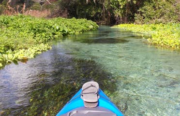 Kayak in the river surrounded by plant life