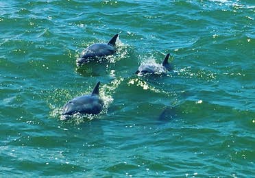 Dolphins sighting tours near Galveston Beach, TX.