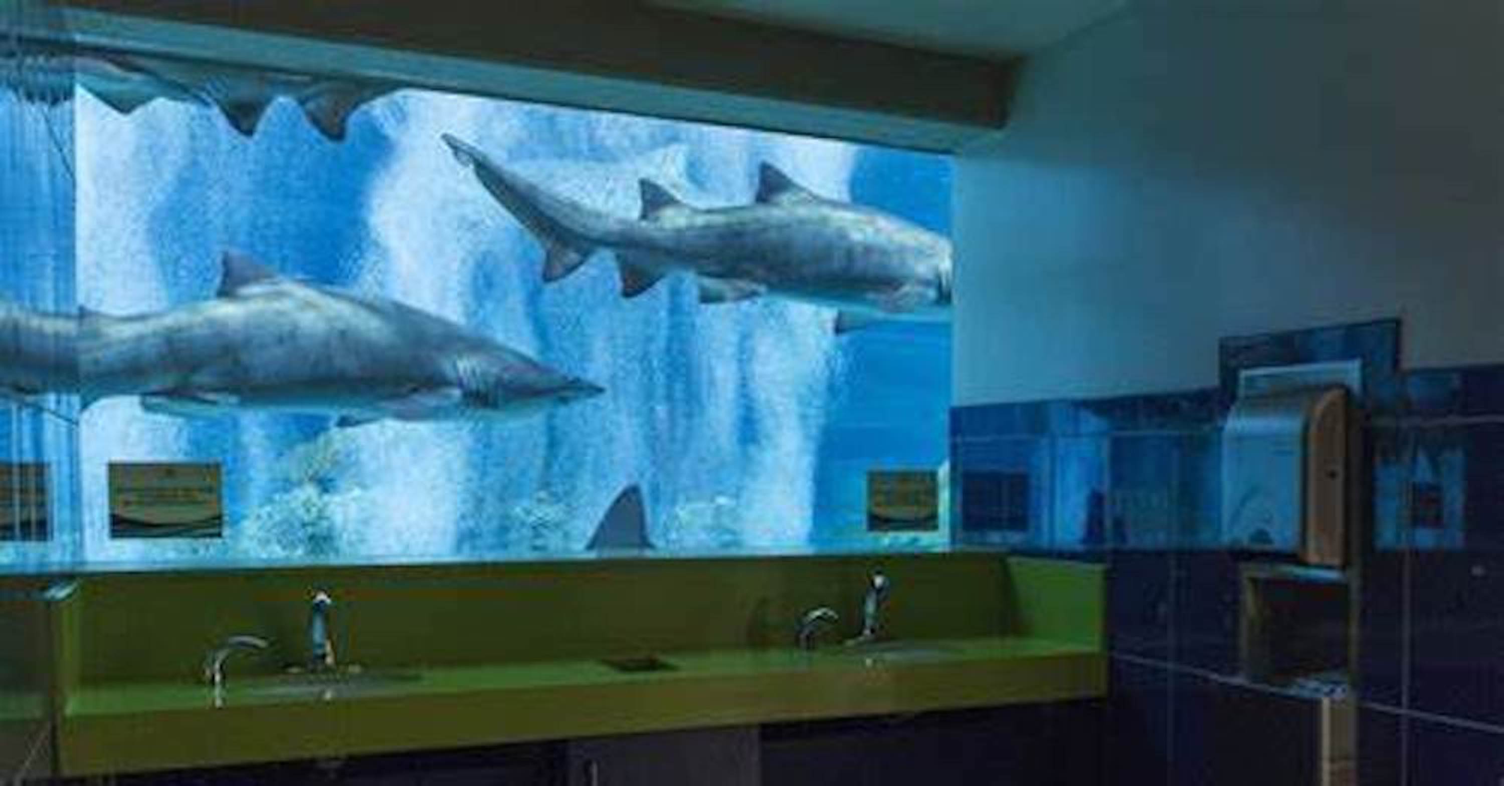 Sharks swimming at Odysea at Arizona Boardwalk