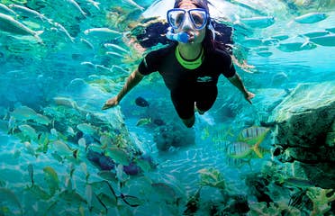 A woman snorkels among the aquatic life wearing a wetsuit.