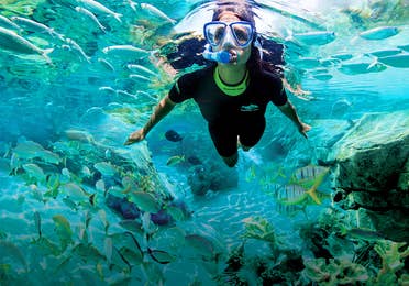 A woman snorkels among the aquatic life wearing a wetsuit.