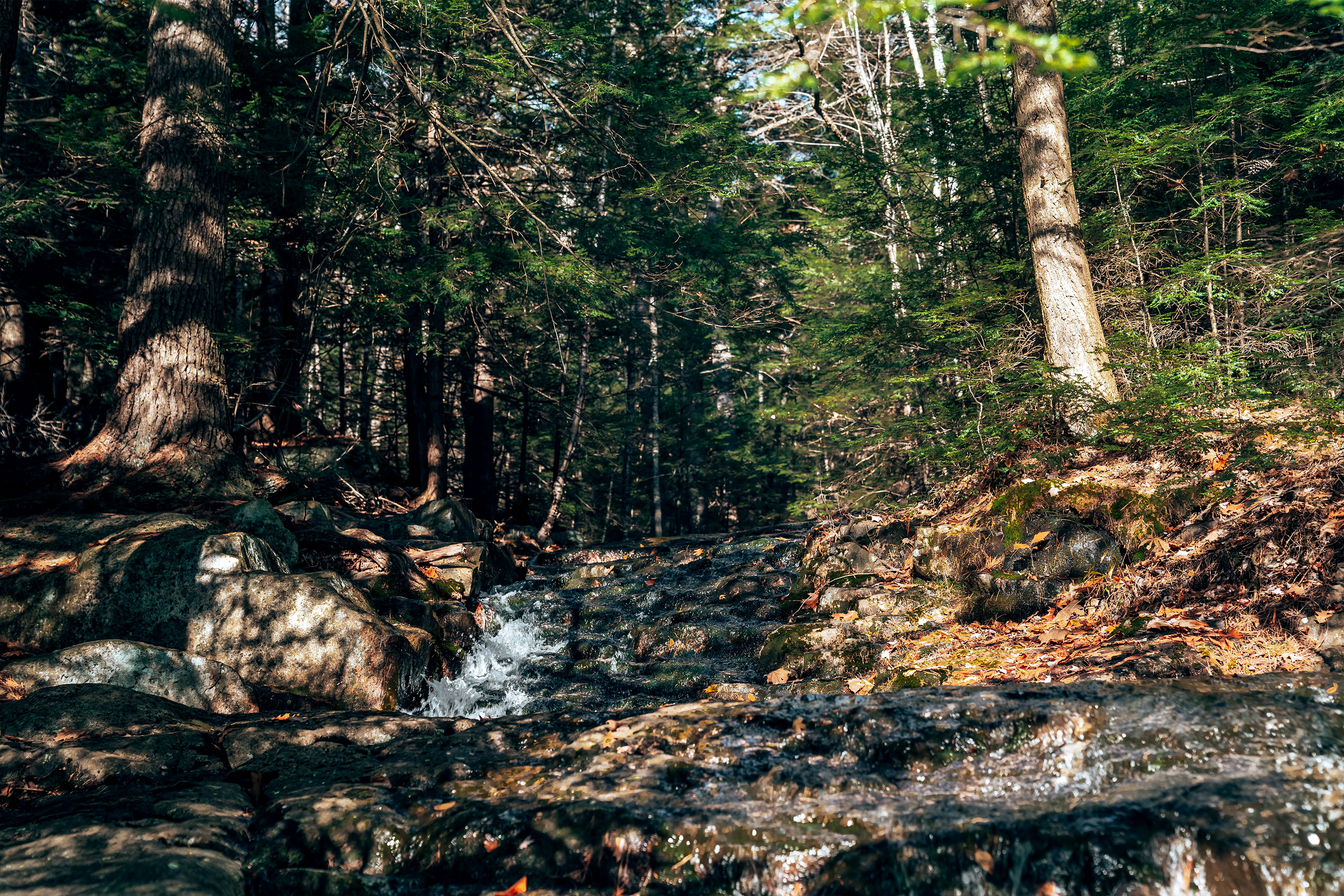 A forest with pine trees with a small creek falling off the edge of rock formations.