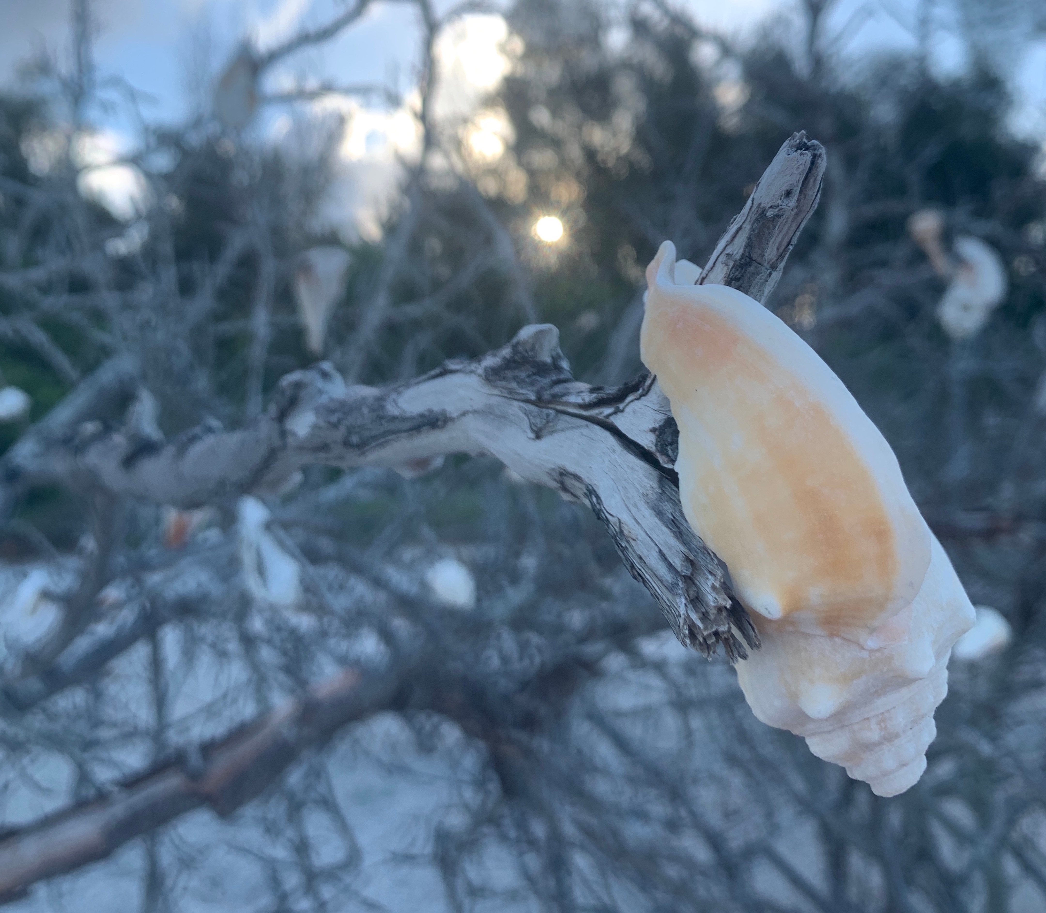 Marco Island driftwood tree with seashell hanging from a branch