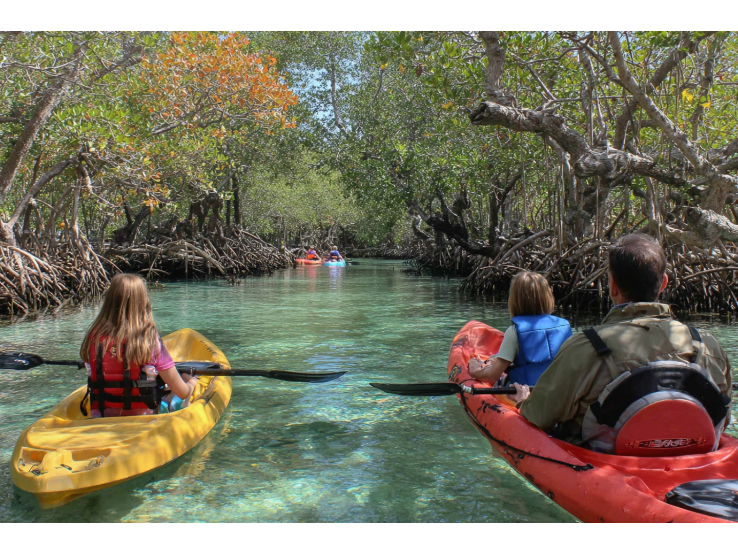 Family kayaks through mangroves, in sparkling water.