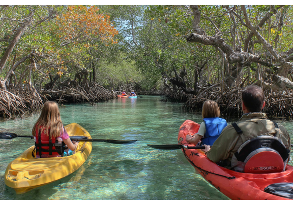Family kayaks through mangroves, in sparkling water.