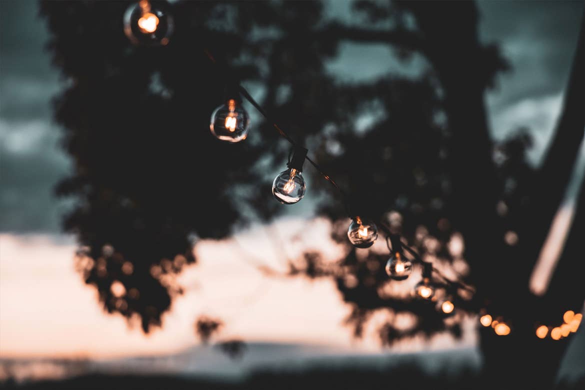 String lights spread across the branches of trees at dusk.