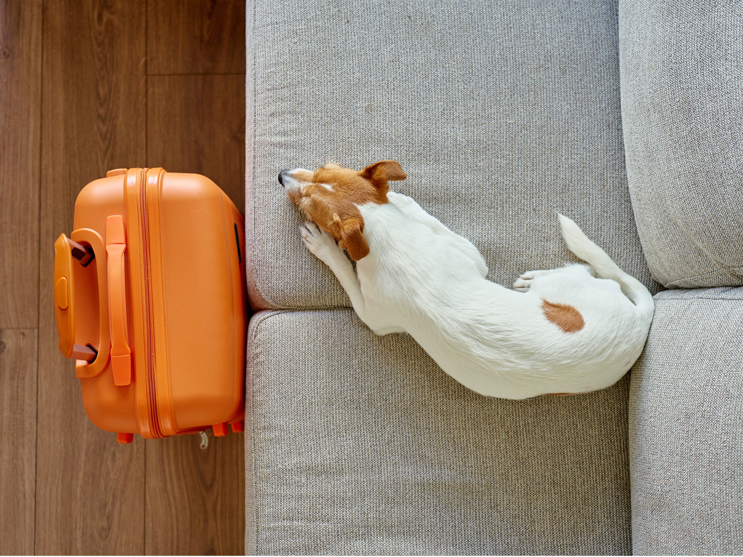 Small dog resting on a sofa beside an orange suitcase at Banneker. 