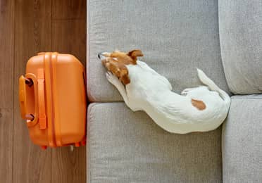 Small dog resting on a sofa beside an orange suitcase at Banneker.