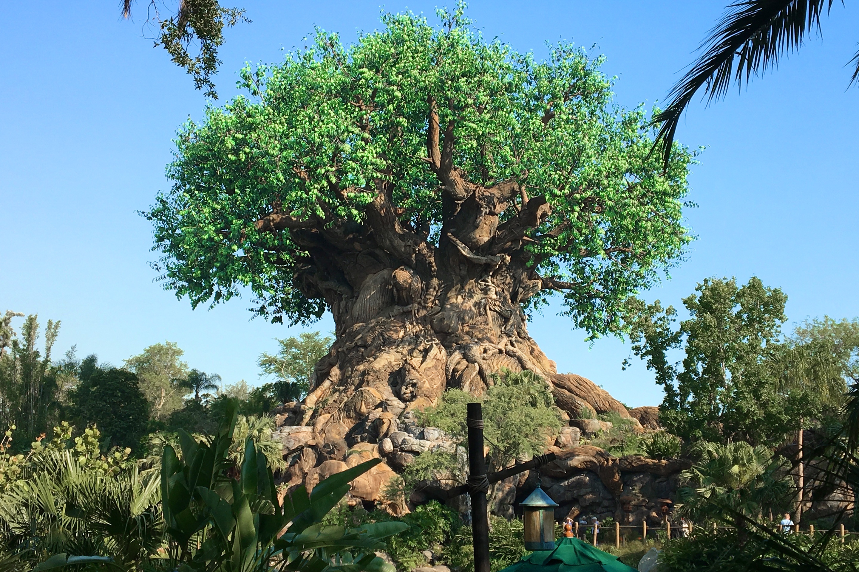 The 'Tree of Life' stands in the center of Disney's Animal Kingdom Theme Park with green leaves and carvings of animals at Walt Disney World Resort.