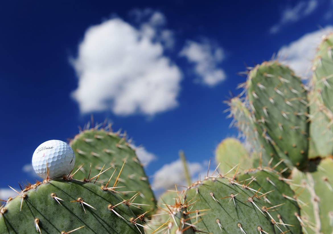 A Titleist golf ball sitting on a cactus leaf with clouds in the background.