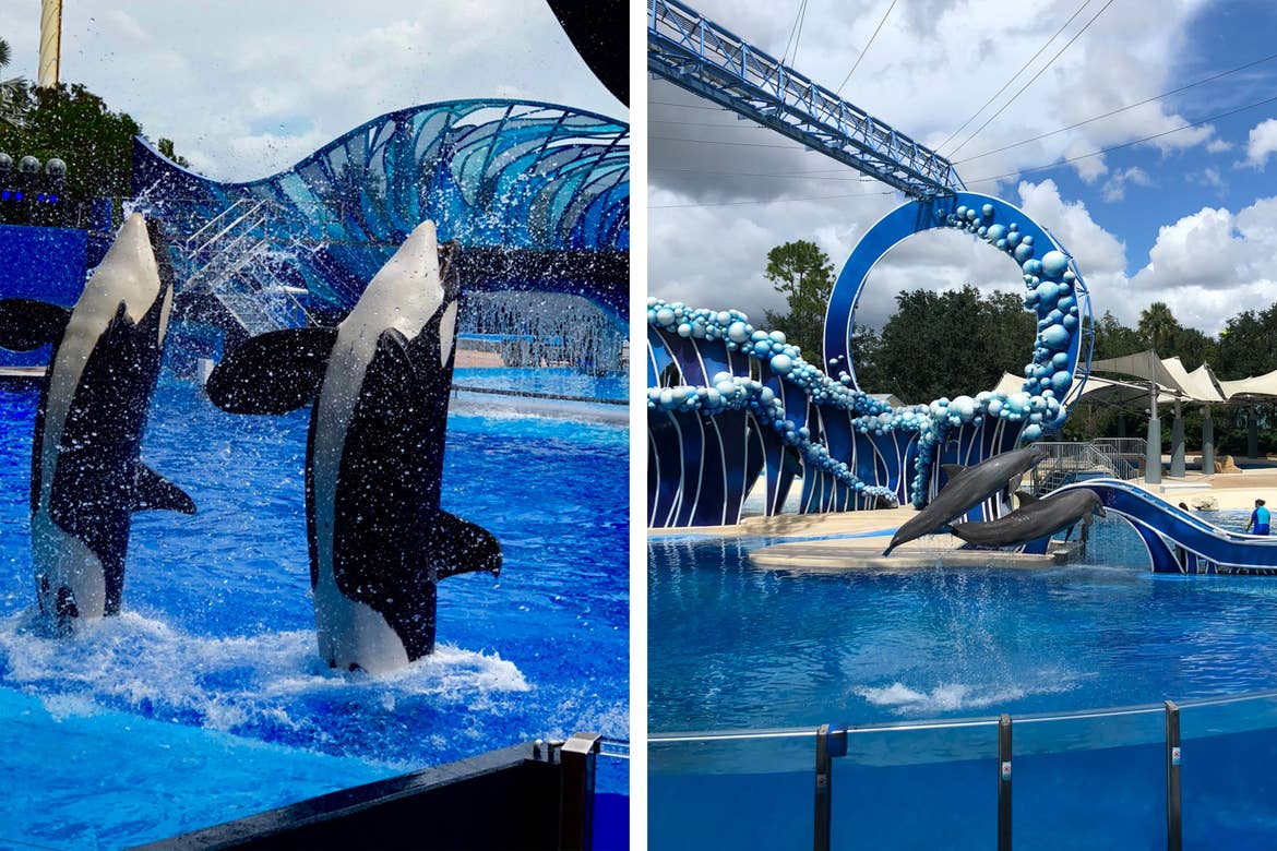 Left: Two orcas emerge from the water in a performance with Trainers. Right: Two dolphins emerge from the water in a performance with Trainers.