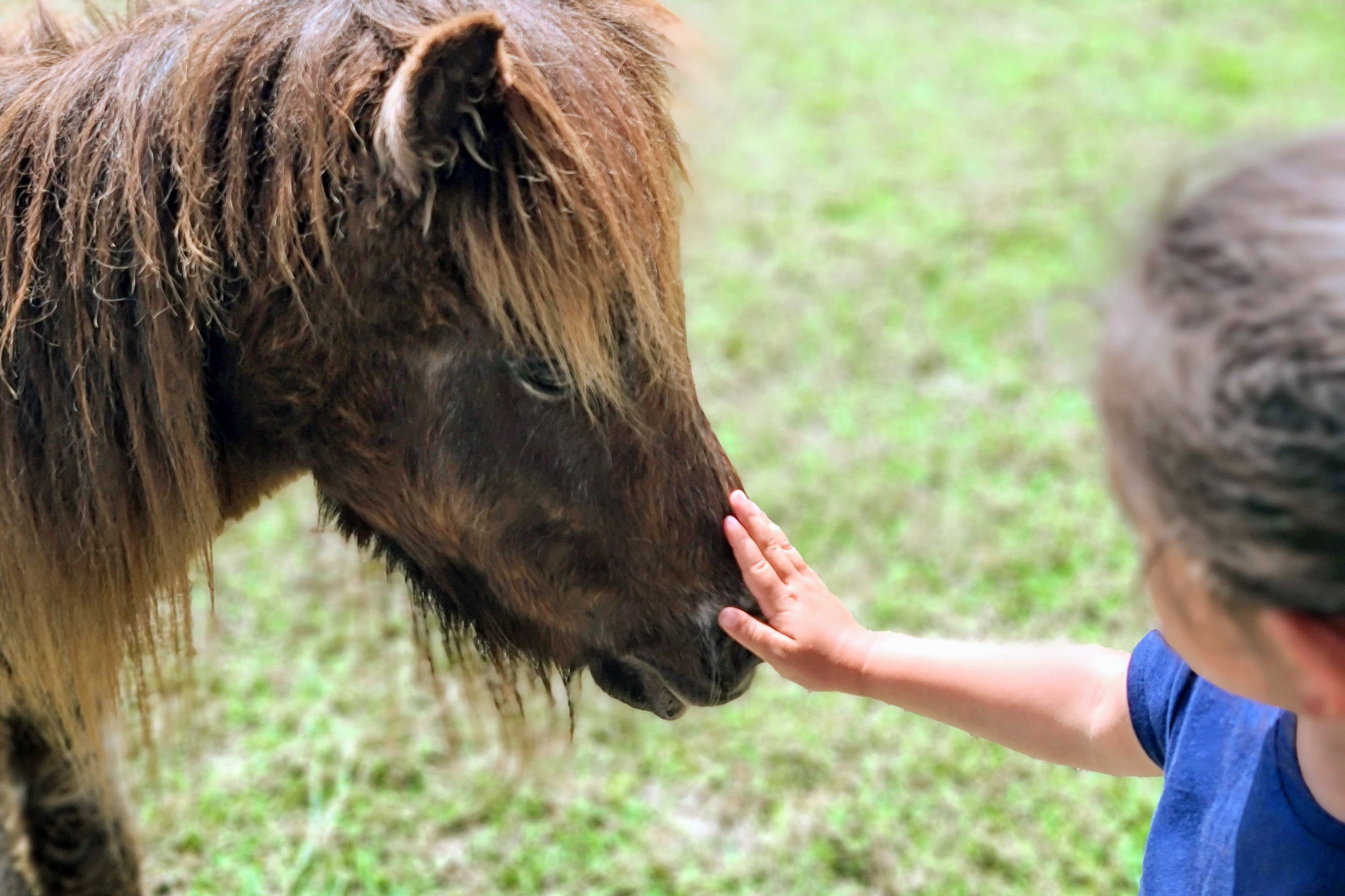 Featured Contributor, Angelica Kajiwara's daughter pets a mini-horse at Obloy Family Ranch